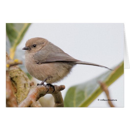 Lief zangvogeltje in de pereboom (Voorkant Horizontaal)