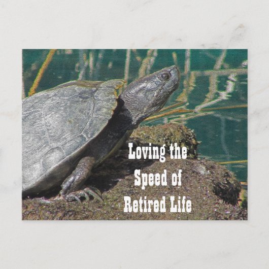 Liefdadig leven - Humoureuze schildpad foto grappi Briefkaart (Voorkant)