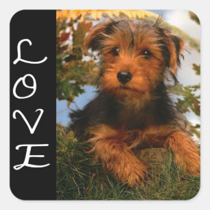 Liefde Airedale Terrier Puppy Hond Zwart Sticker
