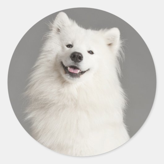 Liefde Amerikaanse Eskimo Puppy Dog Sticker / Labe (Voorkant)