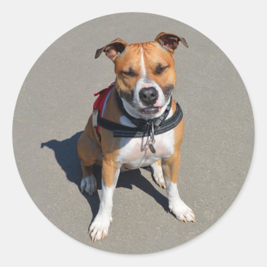 Liefde Amerikaanse Staffordshire Terrier Dog Stick Ronde Sticker (Voorkant)