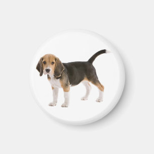 Liefde Beagle Puppy Hond Koelkastmagneet Magneet