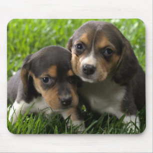 Liefde Beagle Puppy Hond Muismat