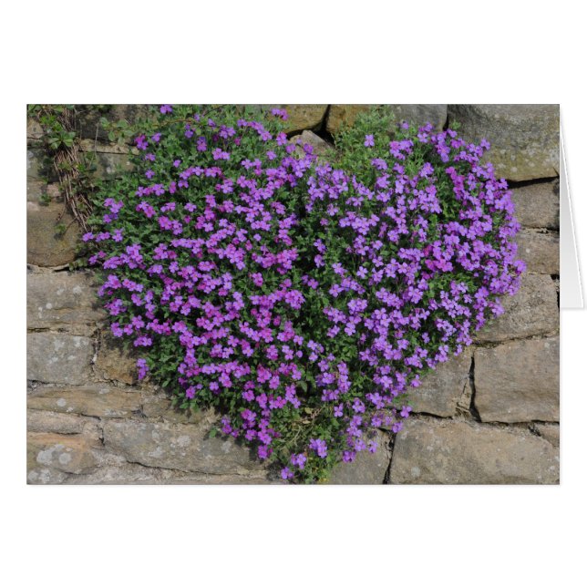 Liefde bloemen: Yorkshire Wall-Flowers (Voorkant Horizontaal)