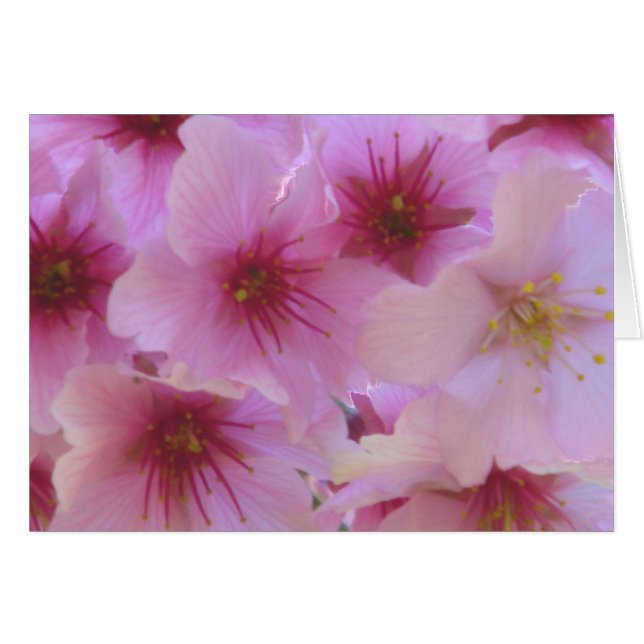 Liefde bloesem (Voorkant Horizontaal)