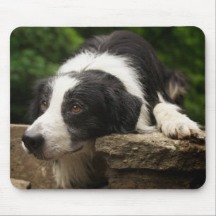 Liefde Border Collie Puppy Hond Muismat
