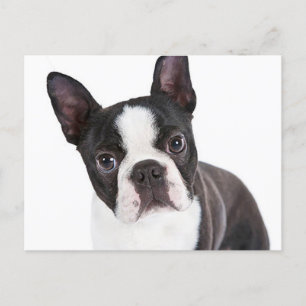 Liefde Boston Terrier Puppy Dog Briefkaart
