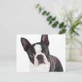 Liefde Boston Terrier Puppy Dog Briefkaart (Staand voorkant)