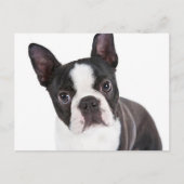Liefde Boston Terrier Puppy Dog Briefkaart (Voorkant)
