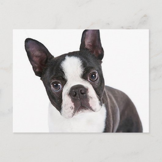 Liefde Boston Terrier Puppy Dog Briefkaart (Voorkant)