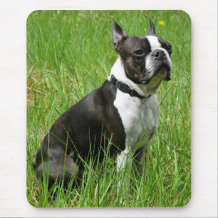 Liefde Boston Terrier Puppy Hond Computer Muismat