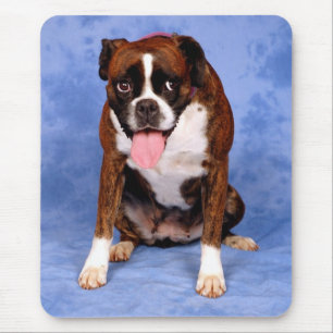 Liefde Boxer Puppy Hond Op Blauwe Hond Muismat
