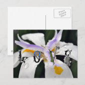 Liefde Briefkaart (Voorkant / Achterkant)
