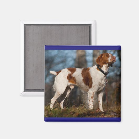 Liefde Brittany Spaniel Puppy Dog Magneet (Voorkant / Achterkant)