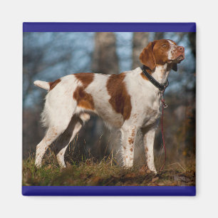 Liefde Brittany Spaniel Puppy Dog Magneet