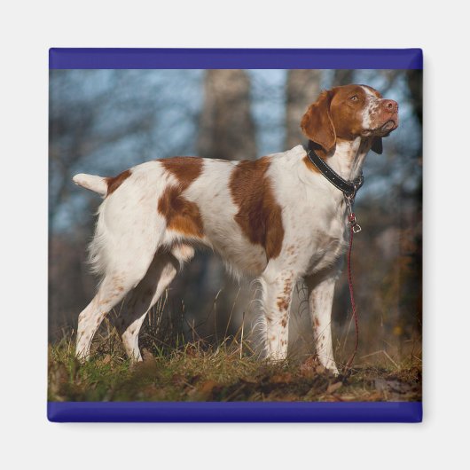 Liefde Brittany Spaniel Puppy Dog Magneet (Voorkant)