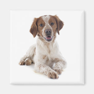 Liefde Brittany Spaniel Puppy Hond Magneet