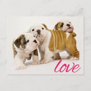 Liefde Bulldog Puppy Hond Wenskaart Briefkaart