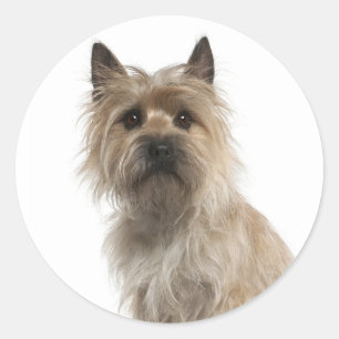 Liefde Cairn Terrier Puppie Hond Begroetingssticke Ronde Sticker