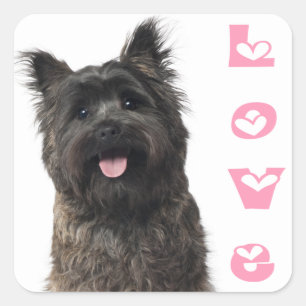 Liefde Cairn Terrier Puppie Hond Roze Hartjes Stic Vierkante Sticker