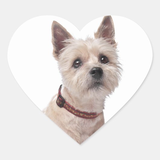 Liefde Cairn Terrier Puppy Hondengroet Stickers (Voorkant)
