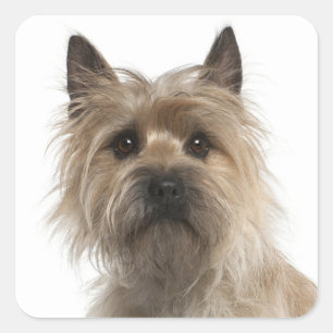 Liefde Cairn Terrier Puppy Hondengroet Stickers