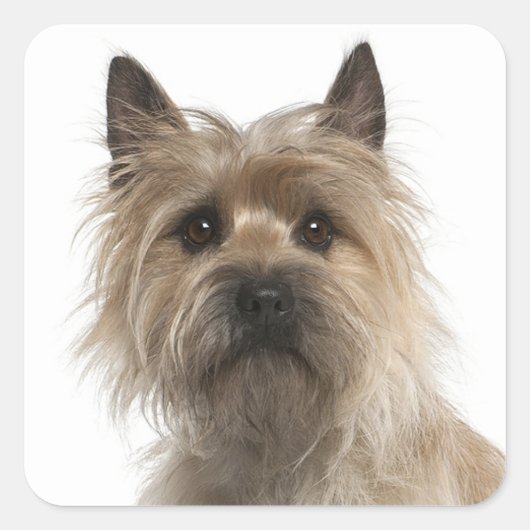 Liefde Cairn Terrier Puppy Hondengroet Stickers (Voorkant)
