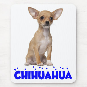 Liefde Chihuahua Puppie Hond Blauw Muismatje Muismat