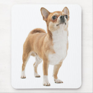 Liefde Chihuahua Puppie Hond Muismat