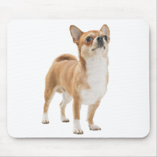 Liefde Chihuahua Puppie Hond Muismat