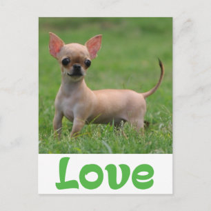 Liefde Chihuahua Puppie Hond Postkaart