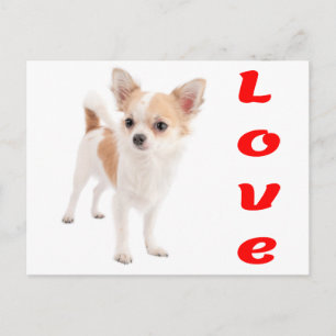 Liefde Chihuahua Puppie Hond Postkaart