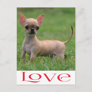 Liefde Chihuahua Puppie Hond Postkaart