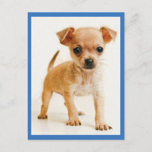 Liefde Chihuahua Puppie Hond Postkaart