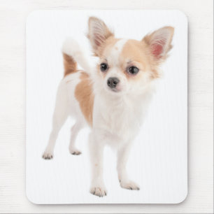 Liefde Chihuahua Puppies Hond Muismat