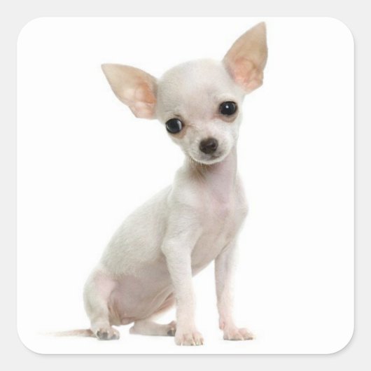 Liefde Chihuahua Puppy Dog Groet Stickers (Voorkant)