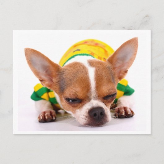 Liefde Chihuahua Puppy Dog Post Kaart (Voorkant)