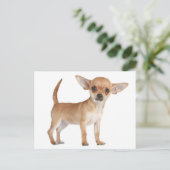 Liefde Chihuahua Puppy Dog Post Kaart (Staand voorkant)
