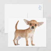 Liefde Chihuahua Puppy Dog Post Kaart (Voorkant / Achterkant)
