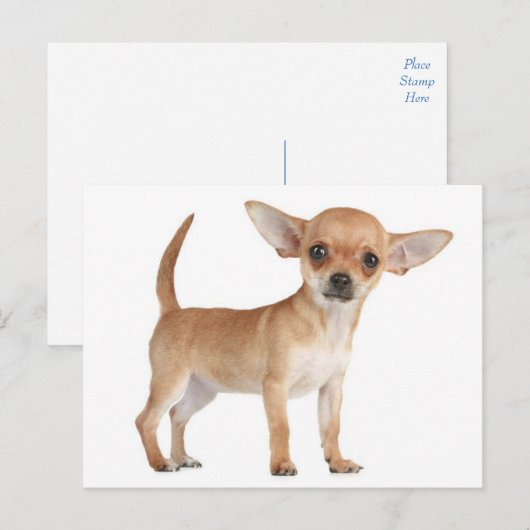 Liefde Chihuahua Puppy Dog Post Kaart (Voorkant / Achterkant)