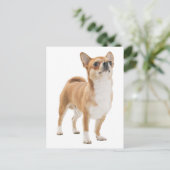 Liefde Chihuahua Puppy Dog Post Kaart (Staand voorkant)