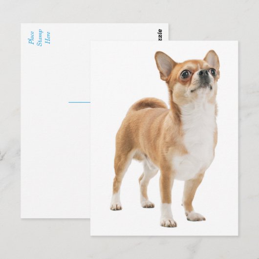 Liefde Chihuahua Puppy Dog Post Kaart (Voorkant / Achterkant)