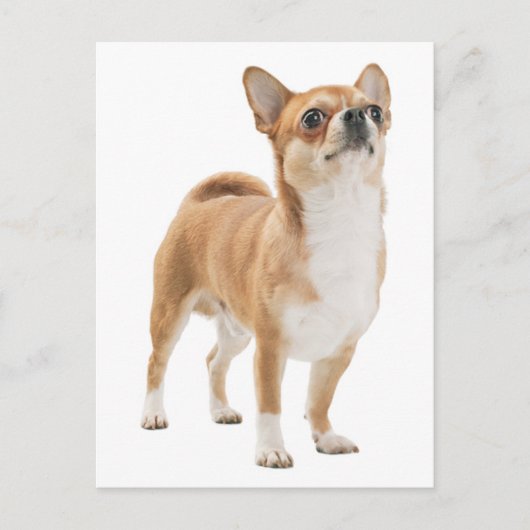 Liefde Chihuahua Puppy Dog Post Kaart (Voorkant)