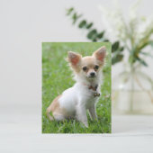 Liefde Chihuahua Puppy Dog Post Kaart (Staand voorkant)