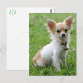 Liefde Chihuahua Puppy Dog Post Kaart (Voorkant / Achterkant)