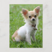 Liefde Chihuahua Puppy Dog Post Kaart (Voorkant)