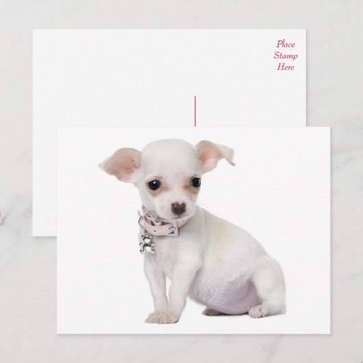 Liefde Chihuahua Puppy Dog Post Kaart (Voorkant / Achterkant)
