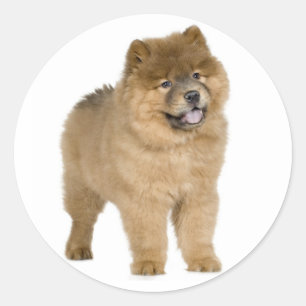 Liefde Chow Puppy Dog Groet Stickers