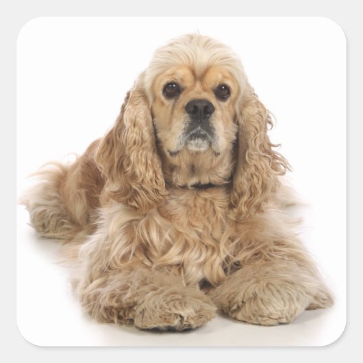 Liefde Cocker Spaniel Puppy Hond Stickers (Voorkant)