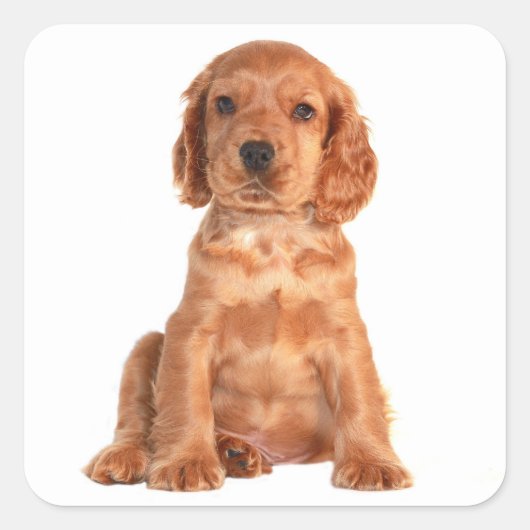 Liefde Cocker Spaniel Puppy Hond Stickers (Voorkant)